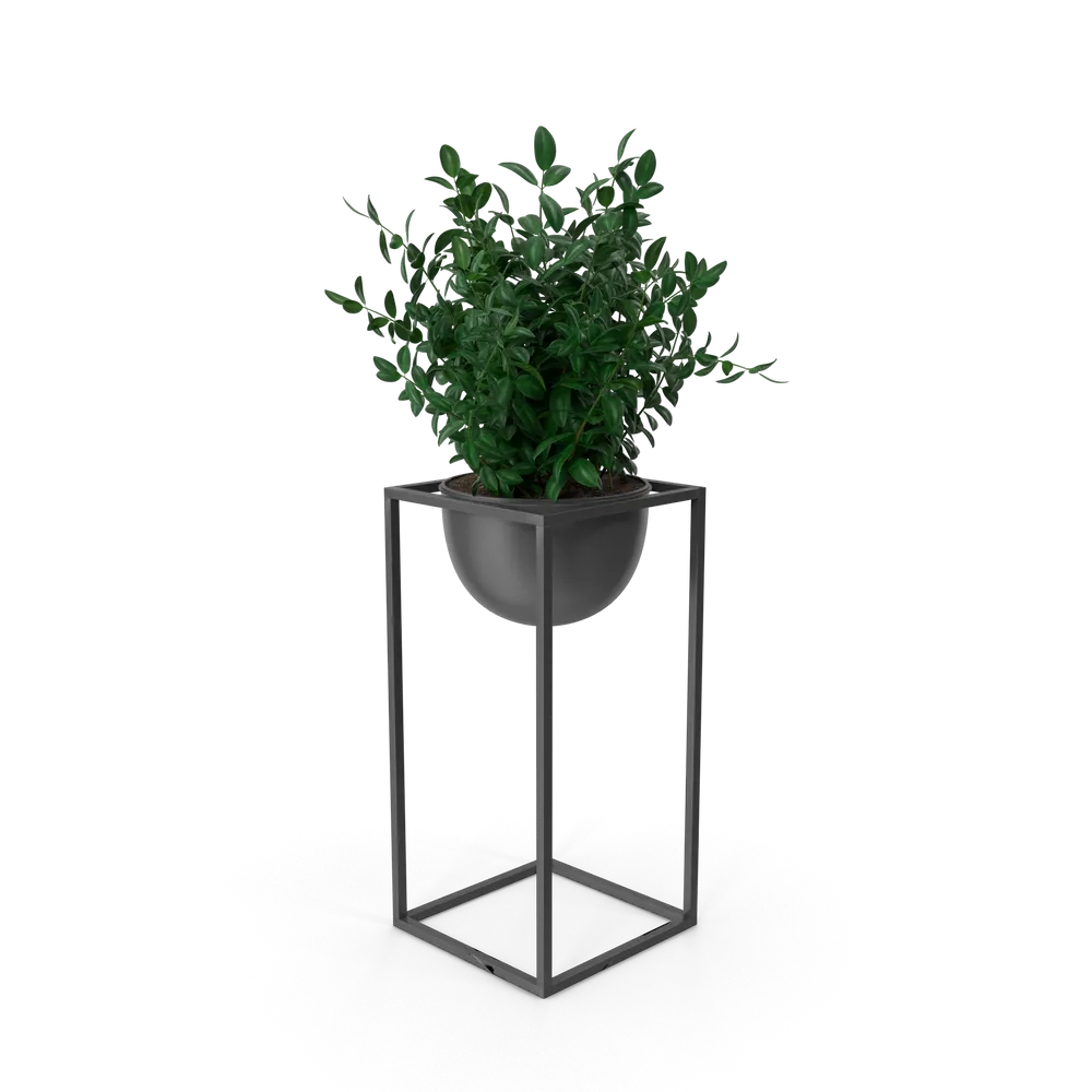 House Showpiece Plant - Image 2