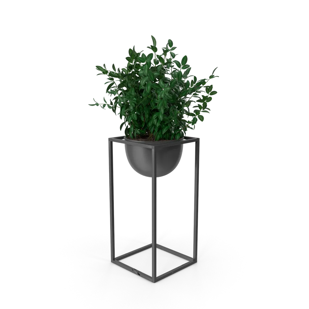 House Showpiece Plant - Image 3