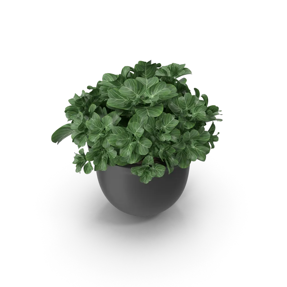 Plant Pot - Image 3